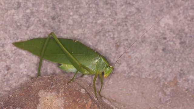 a green katydid is moving on the rock