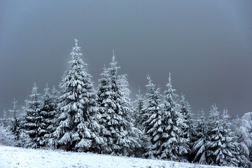 Winter landscape with snowy fir trees and forest. Christmas