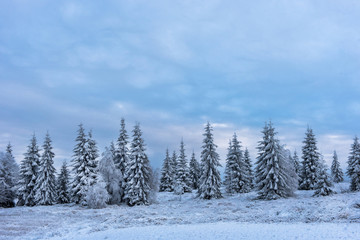 Naklejka premium Beautiful winter landscape with snow covered trees