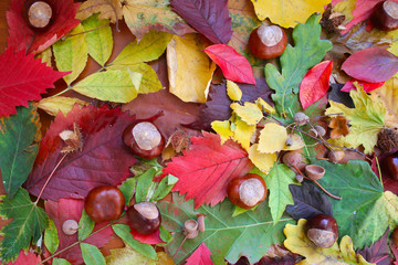 Colorful autumn gifts, yellow, red leaves, chestnuts and acorns