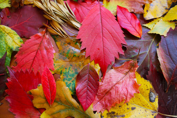 Multi coloured decoration with autumn leaves