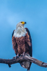 African fish eagle, Chobe National Park, Botswana