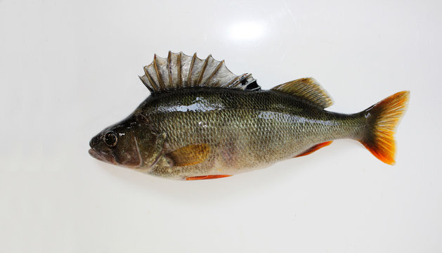 Perca fluviatilis, English perch (redfin) -the whole silhouette, on a clean background