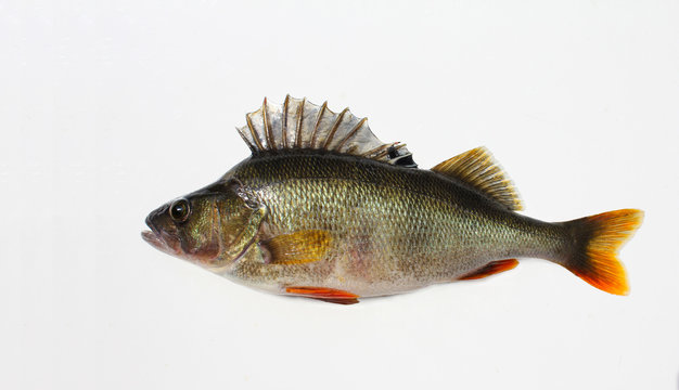 Perca fluviatilis, English perch (redfin) -the whole silhouette, clean background