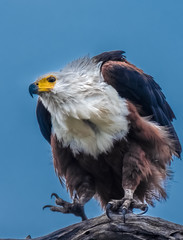 African fish eagle, Chobe National Park, Botswana