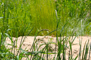 Ripe grass full of seeds