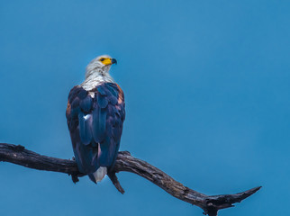 African fish eagle, Chobe National Park, Botswana