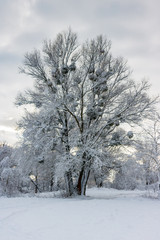 Tree under snow after snowfall on a cloudy winter day
