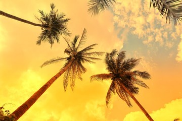 Fototapeta na wymiar Palm Trees against sky