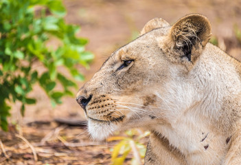 Close interaction with a playful lioness, Chobe riverfront area, Serondela, Chobe National Park, Botswana
