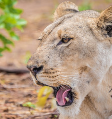 Close interaction with a playful lioness, Chobe riverfront area, Serondela, Chobe National Park, Botswana