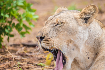 Close interaction with a playful lioness, Chobe riverfront area, Serondela, Chobe National Park, Botswana