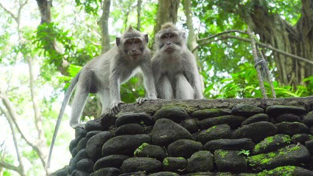 Monkeys in the natural environment. Bali, Indonesia. Long-tailed macaques, Macaca fascicularis
