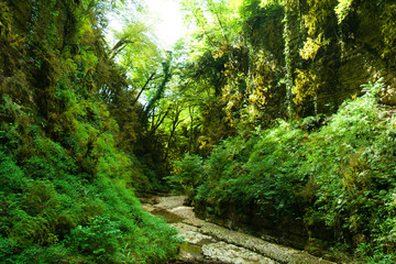 Fototapeta na wymiar Gorge of the mountain river in the Caucasian forest, green moss