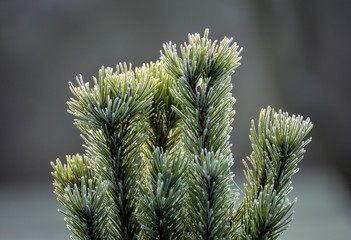 frozen spruce