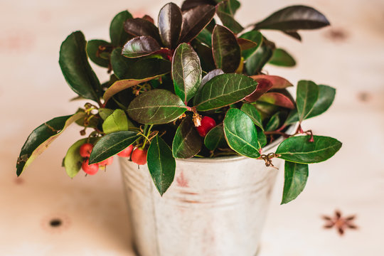 Gaultheria Procumbens - WIntergreen teabearry plant in silver pot