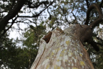 Tree terrain