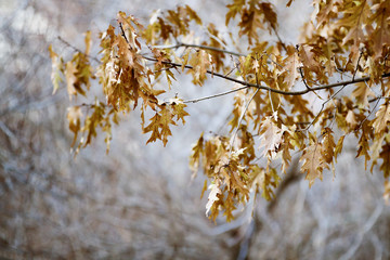 Brown, dry oak leaves hanging on the tree; empty branches in the background in this winter scene