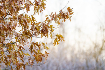 Brown, dry oak leaves hanging on the tree with pale sunlight; Oak leaves still cling to the tree despite the cold bringing a splash of color to a winter scene