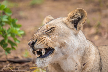 Close interaction with a playful lioness, Chobe riverfront area, Serondela, Chobe National Park, Botswana
