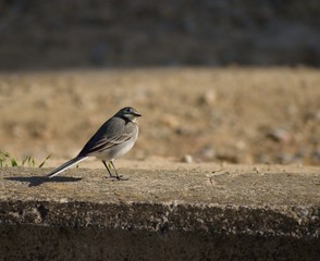 Wagtail close up.