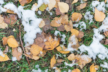 first snow and yellow foliage on green grass background.