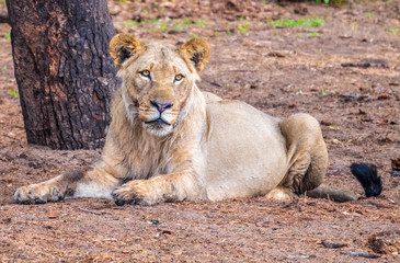 Young male lion with incipient mane growth, Chobe National Park, Botswana