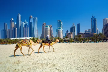 Fototapeten Die Kamele am Strand von Jumeirah und Wolkenkratzer im Hintergrund in Dubai, Dubai, Vereinigte Arabische Emirate © Rastislav Sedlak SK