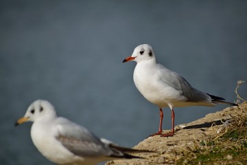 Black headed gulls standing on the shore of a lake.