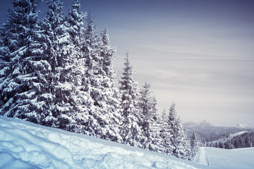 Winter Nature snowy landscape outdoor background.