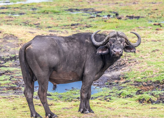 Obraz premium Buffalos grazing on the shores of the Chobe river, Chobe National Park, Botswana