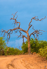 The unique beauty of dead trees with a rainbow, Chobe National Park, Botswana