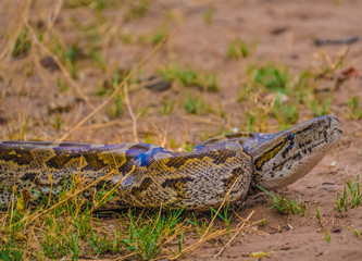 African rock python (Python sebae), Chobe National Park, Botswana