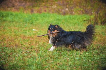 Portrait of a funny dog