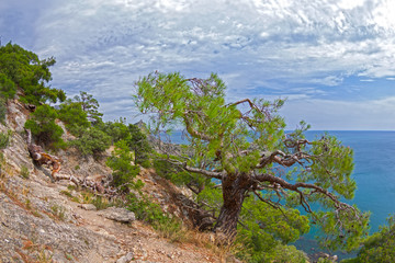 Relict pine at the mountain path.