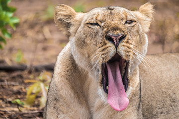 Close interaction with a playful lioness, Chobe riverfront area, Serondela, Chobe National Park, Botswana