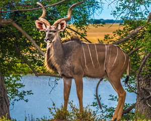 Male greater kudus, Chobe National Park, Botswana