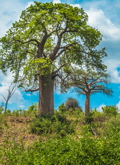 Fototapeta na wymiar Baobab tree, Chobe National Park, Botswana