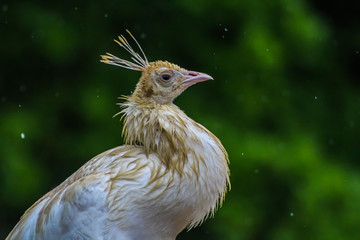 white peacock2