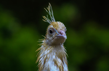 white peacock3