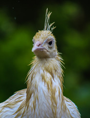 white peacock4