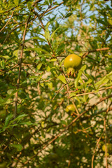Montenegro, Stari Bar-Old town