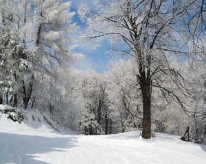 Oszronione drzewa, Polska