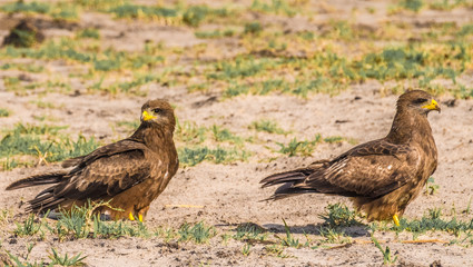 Tawny eagles, Chobe National Park, Botswana