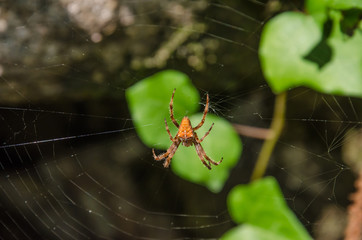 Close up of orange garden spider in its natural habitat