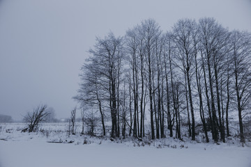 Winter landscape with trees