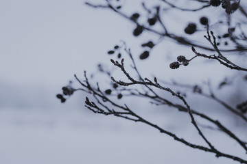 Winter branches with berries
