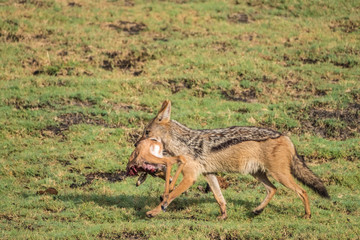 Black Backed Jackal (Silver backed Jackal) with a fresh impala kill, Chobe National Park, Botswana