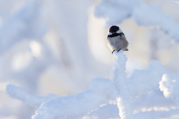 Tannenmeise in einer weißen Winterlandschaft