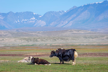 Yaks in the pasture, Kyrgyzstan